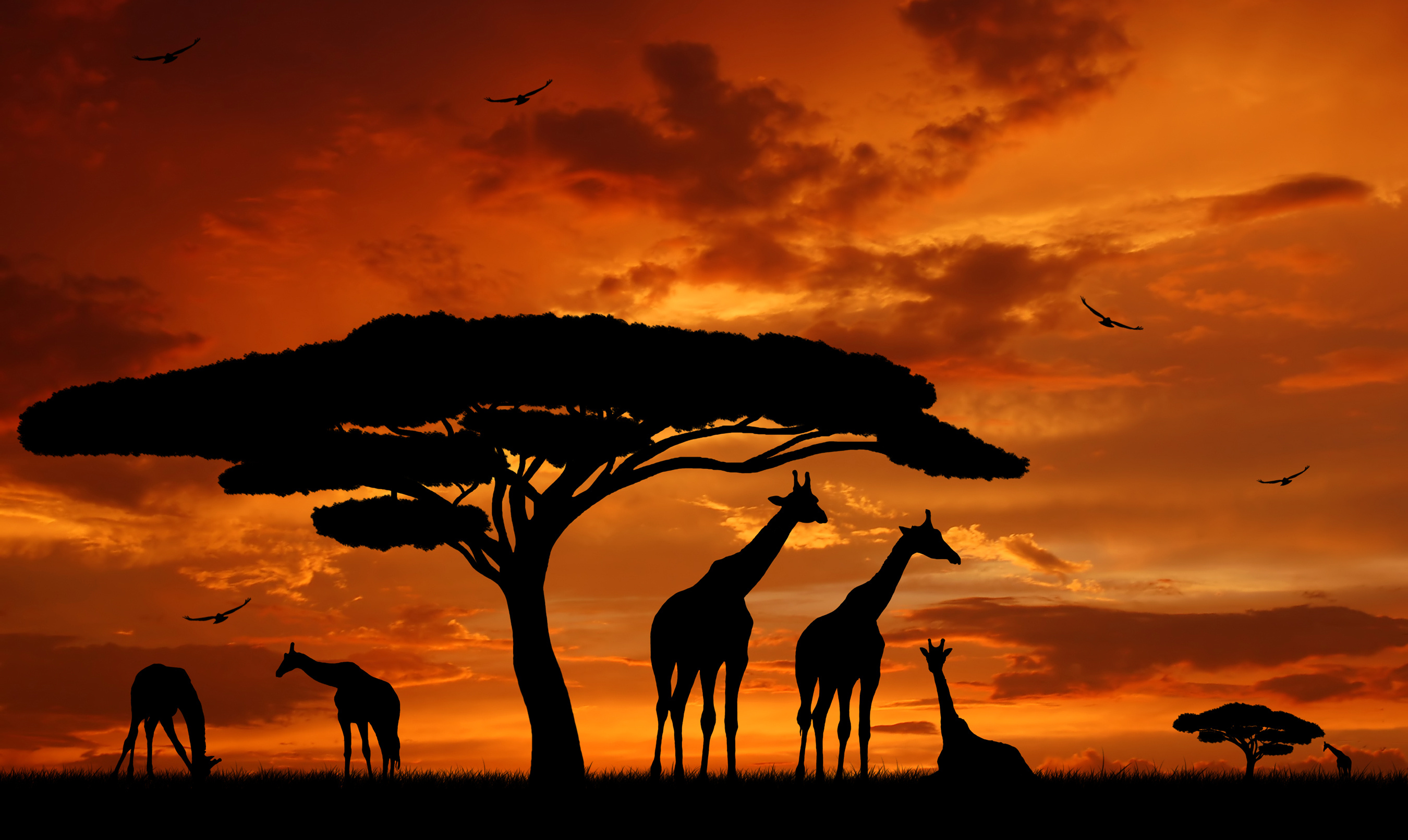 Safari en africa | Variety