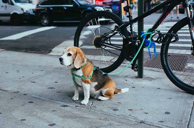 Remorque à vélo pour chien : Comment habituer son chien ?