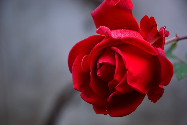 Roses éternelles : quelles sont les significations de ce type de fleur ?