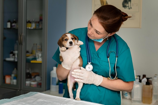 veterinaire